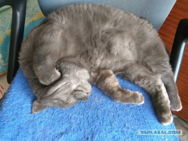 Котовторник (20.11.18)