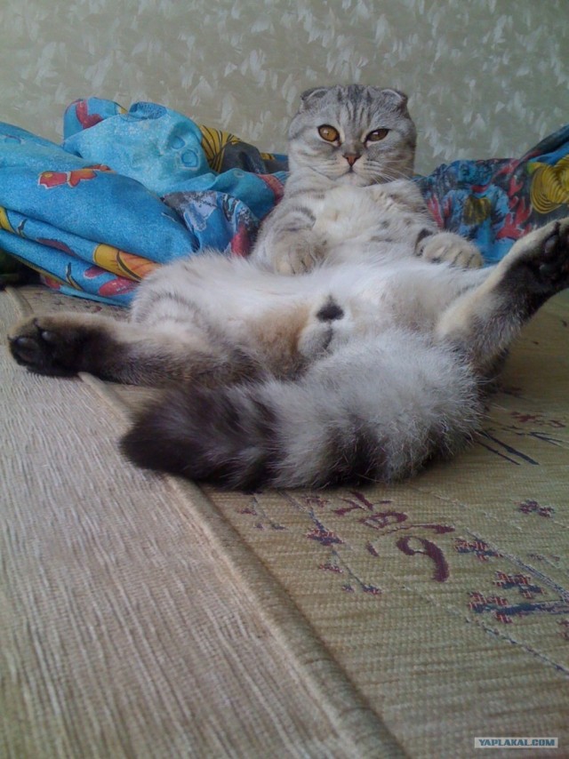 Первый котовторник октября