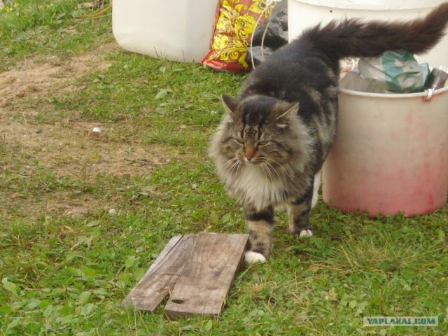 Котовторник так котовторник!