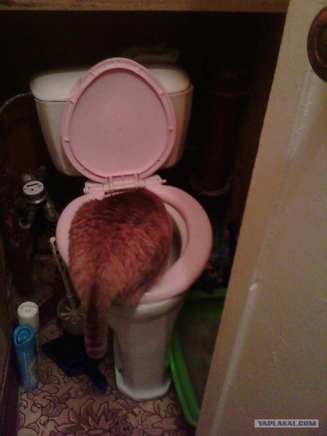 Котовторник 22.11.11