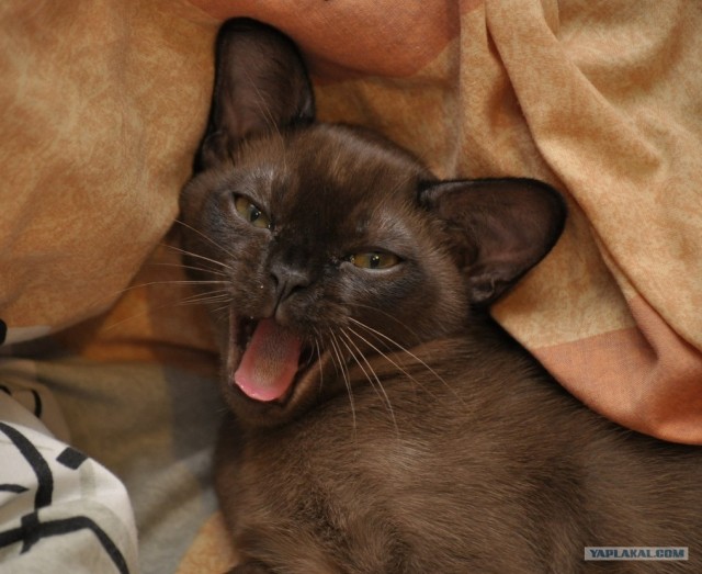 Котовторник (24. 01. 2012 )