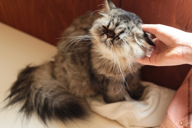 Кошачье кафе в Осаке