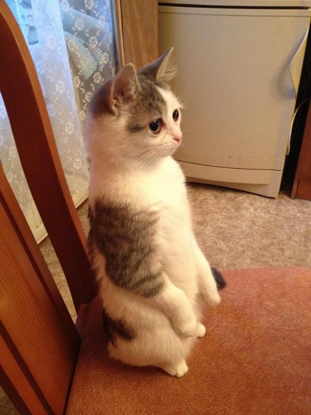 Котовторник! 13.03.2012