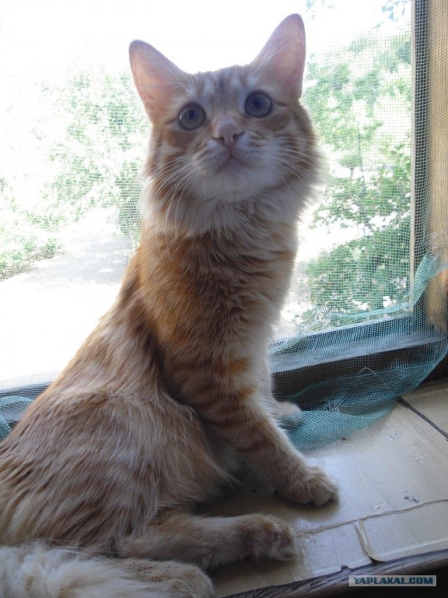 Котовторник 22.05.2012