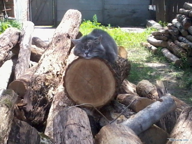 Котовторник 07.08.2012