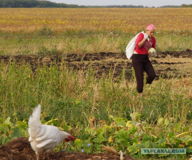 Каникулы в деревне
