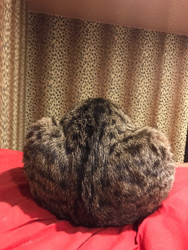 Котовторник! начнем? 04.06.19