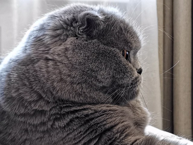 Котовторник однако