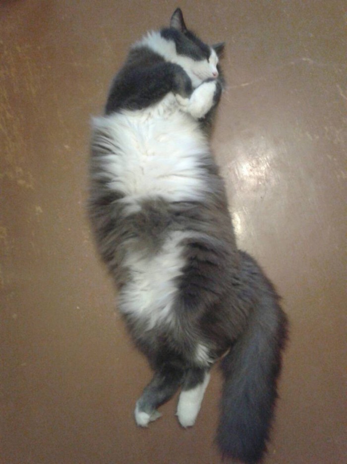 Что значит поза, в которой спит твоя кошка