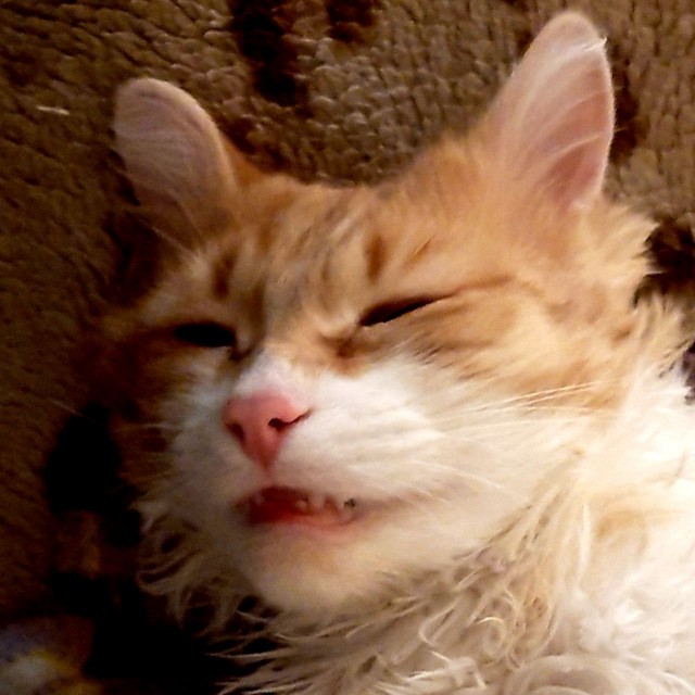 Давайте по котикам, которые с нами на самоизоляции