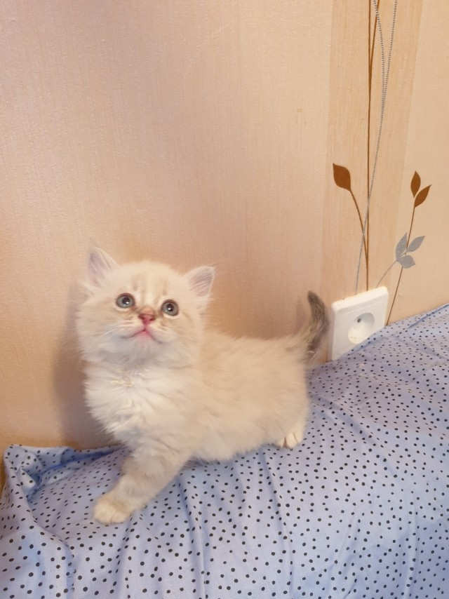 Забавные животные