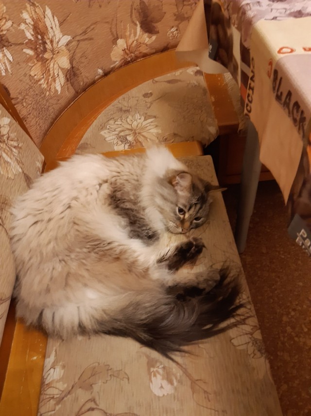 Эти забавные животные