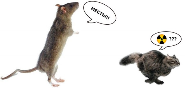 Быстрый кот