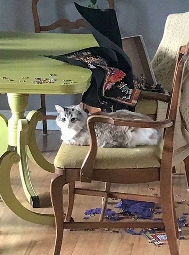 Фотографии, которые доказывают, что кошки самые большие сволочи