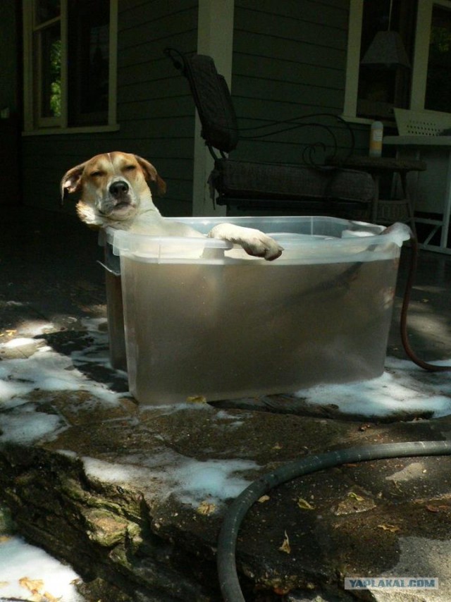 Умный собакен или воды боится?..