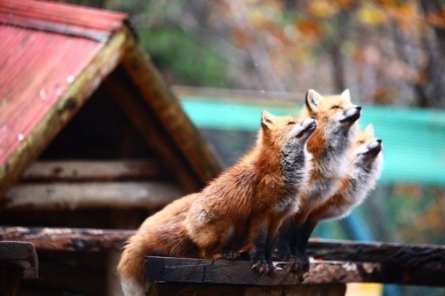 ПозитиФ Чик