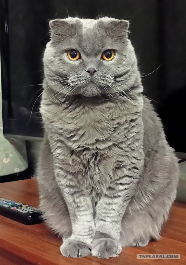 ПозитиФ Чик