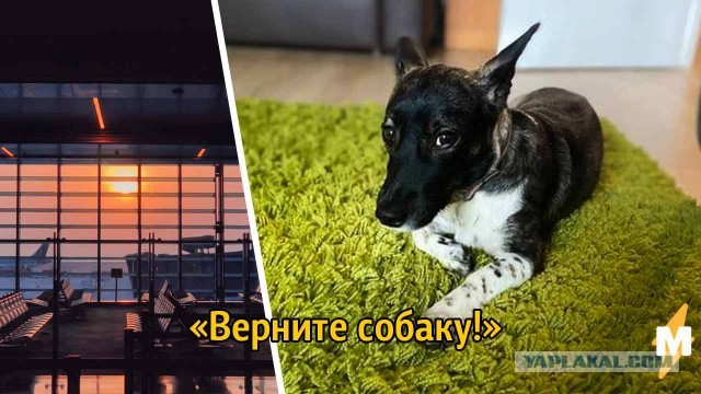 Сотрудники аэропорта Домодедово потеряли собаку, которая должна была лететь в Симферополь