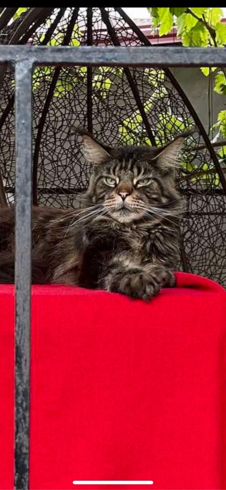 Котовторник 28.09.21