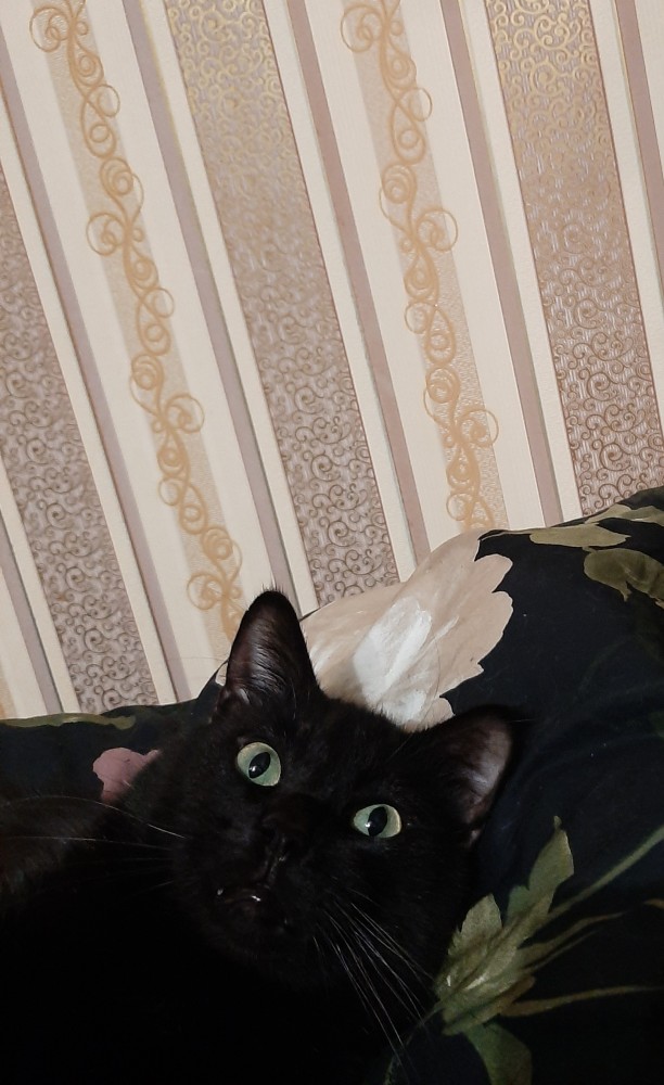 Солнце котовторника уже встало, Господа!