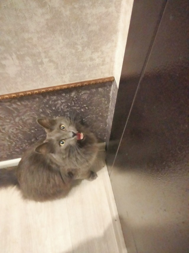 К котовторнику