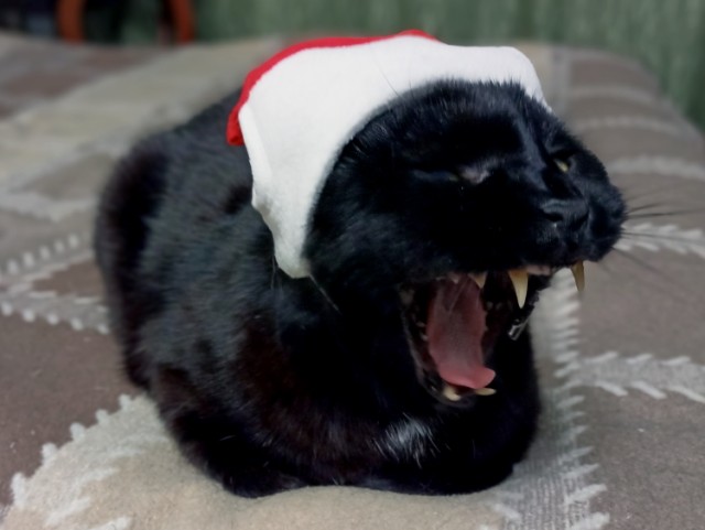 Вторник. Котэ. Пора