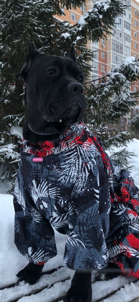 Собакочетверг