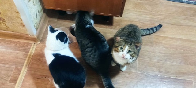 Просто котику холодно