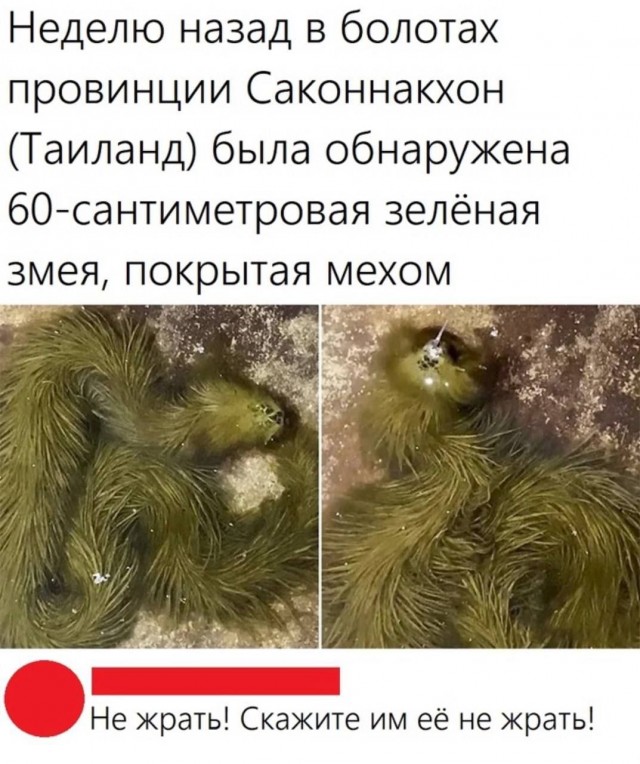 Пандемия. Коронавирус и съехавшие крыши. Россия и мир. Часть 31.