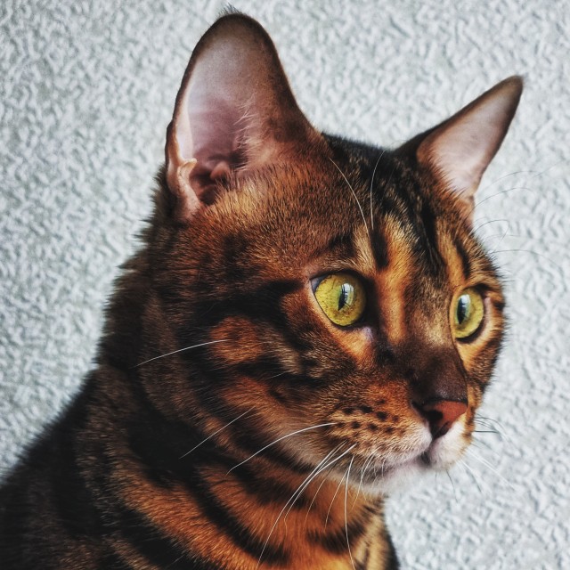 Котовторник