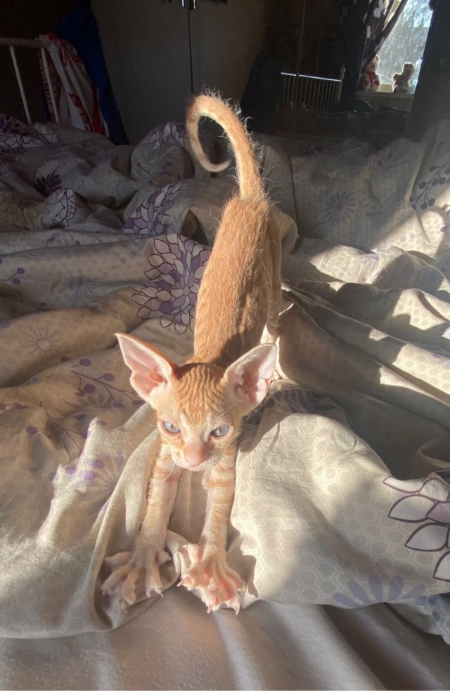 Котовторнику посвящается