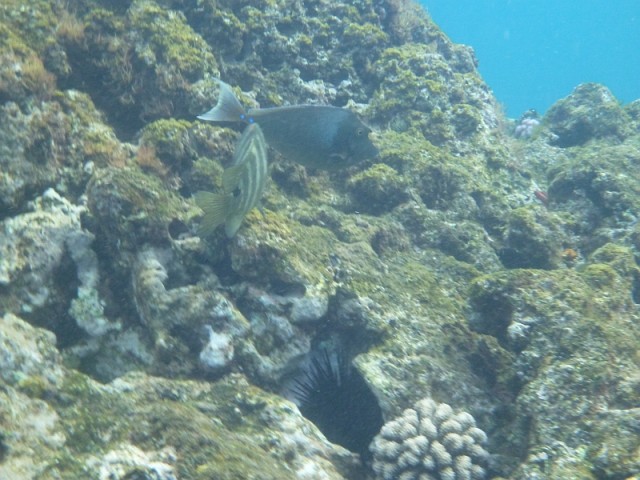 Деревенская Америка