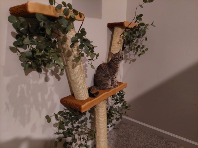 Тренажёр для тыгыдымского кота