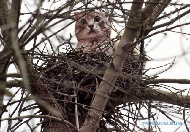 Кошка из гаража