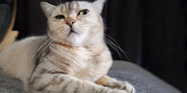 Почему кошка не может сразу спуститься с дерева и нужно ли ее снимать
