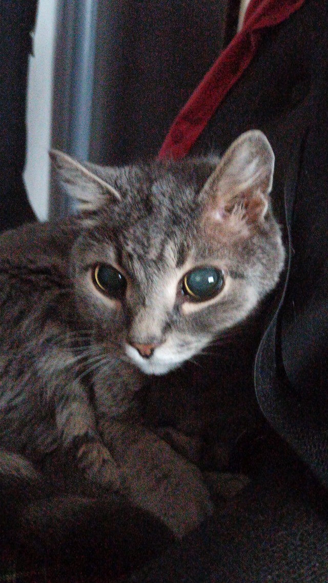 Грустный котовторник