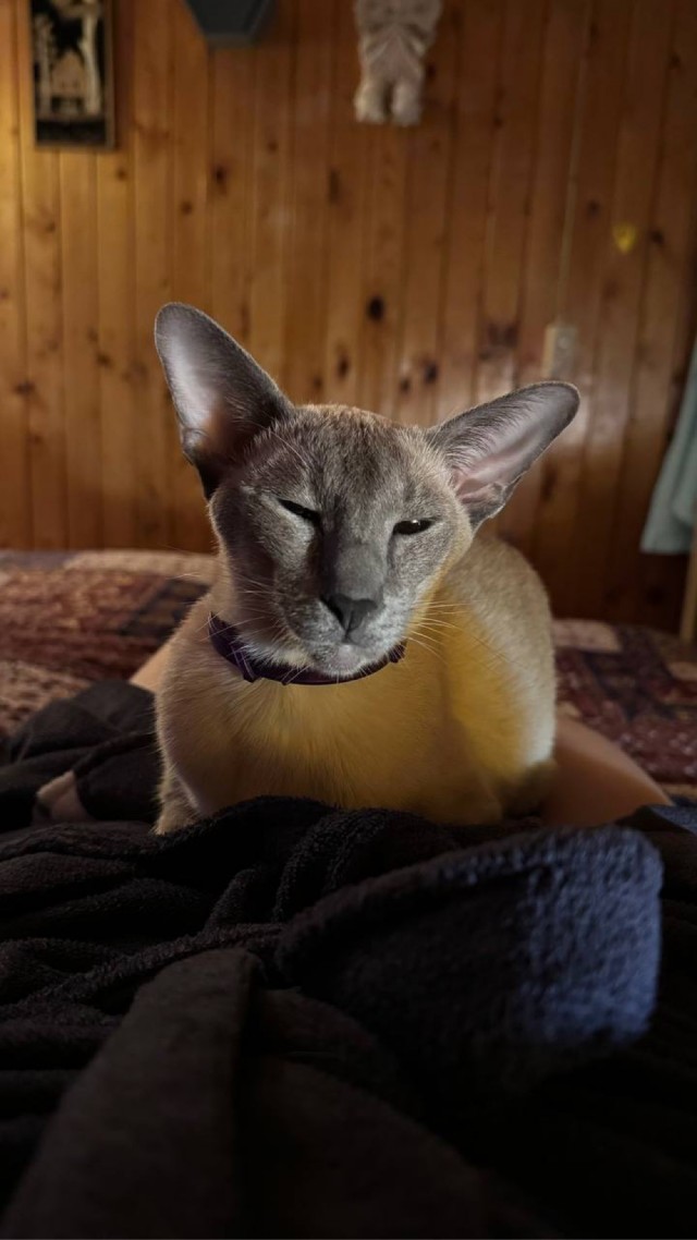 С Котовторником!
