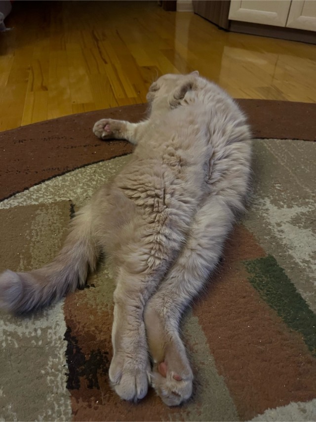 Котовторник, от мала до велика
