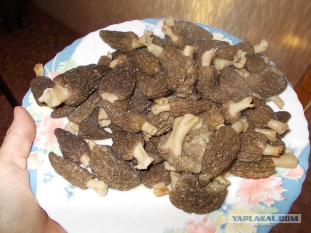 Урожай сморчков в Сибири