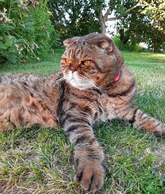 Мелкий хищник