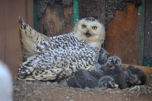 Полярные совы Дени и Лики стали многодетными родителями