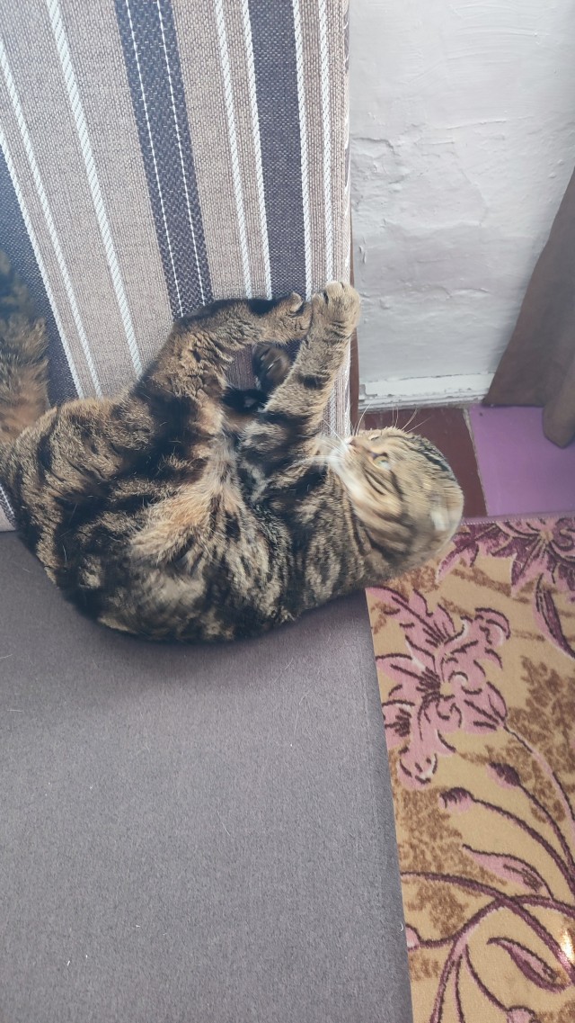 Котовторник