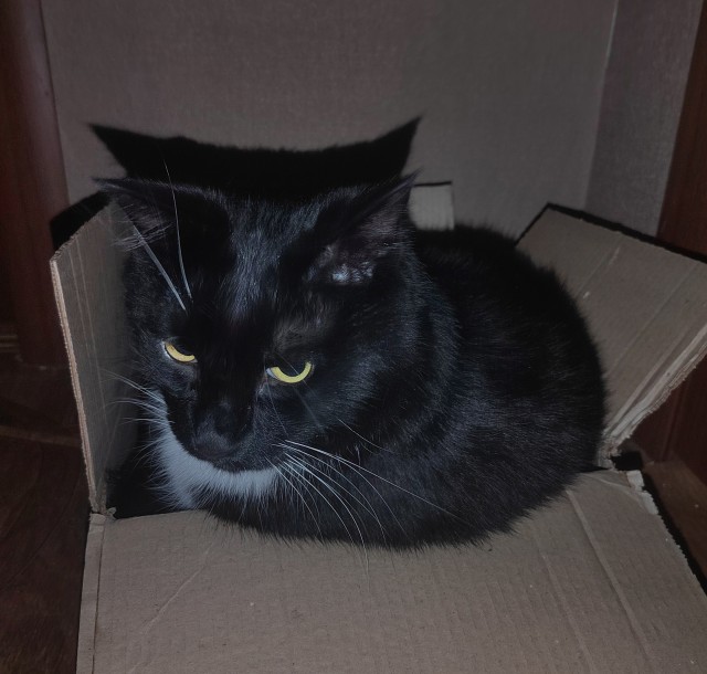 Котовторник