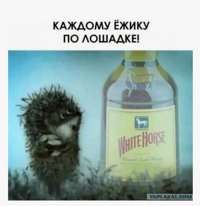 50 лет мультфильму "Ежик в тумане"