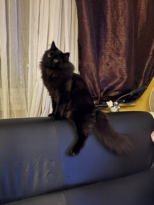 Котик с помойки
