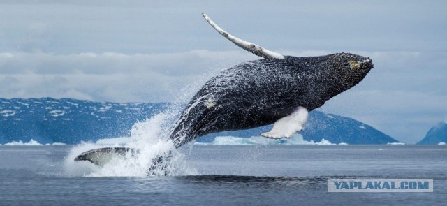 Продление жизни до 150-200 лет? Уже очень скоро.