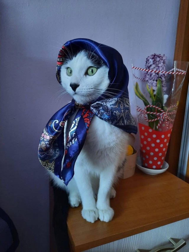 Пожилая женщина каждый день наряжает и фотографирует своего кота