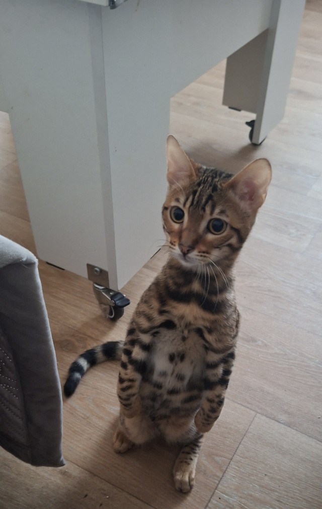 Котофторник жеж