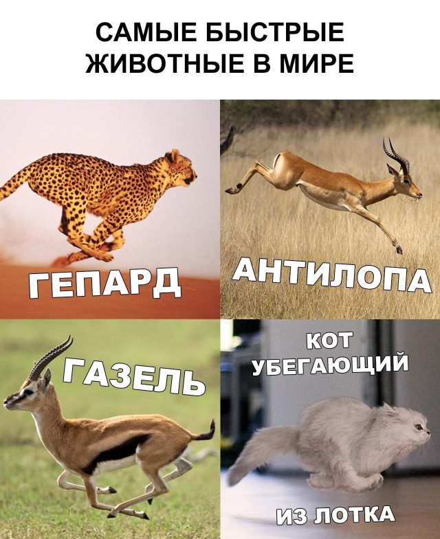 Скорость