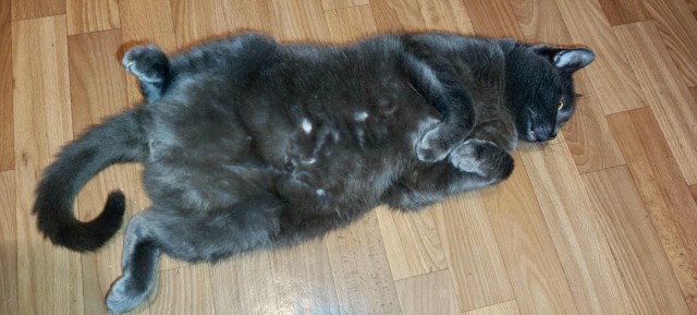 Котовторник снова!